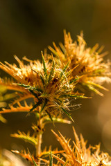 Dry thistle, in a field at the end of summer.