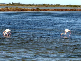 Rosa Flamingos in der Camargue, Frankreich