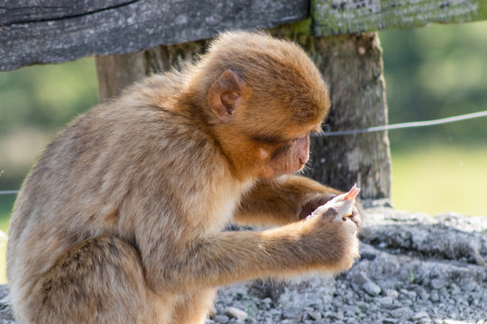 Gibraltar monkey enjoying its territory