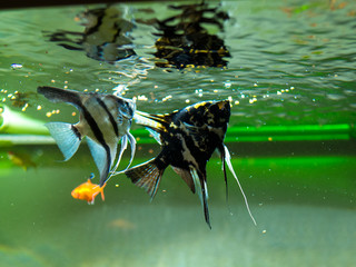 couple of angelfishes eating in a fish tank