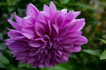 Fototapeta premium pink flower in the garden