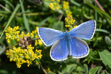 Common Blue butterfly on yellow flowers