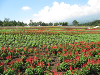 メルヘン　花の国