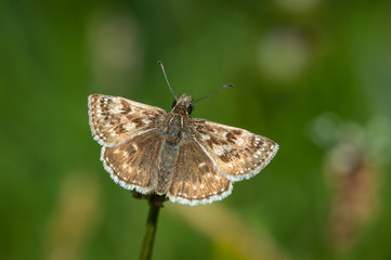 Dingy Skipper butterfly on a seed head
