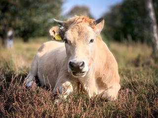 cow laying in a field in the Netherlands