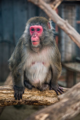 Naklejka premium Portrain of Japanese Macaque Monkey Sitting on Tree Trunk in ZOO
