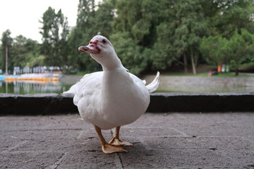 Pato camina junto a lago