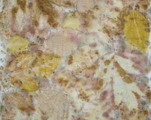 Fragment of hand-dyed fabric using eco-print technique