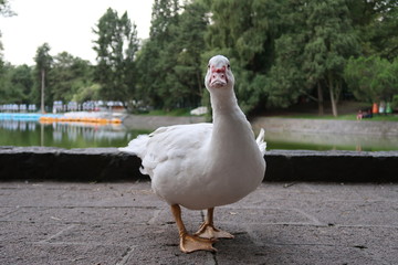 Pato de frente camina junto a lago
