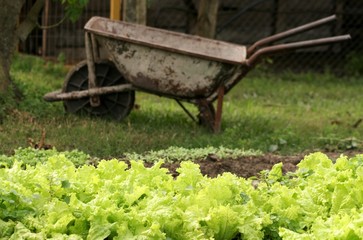Lettuce and Wheelbarrow in the vegetable garden in the countryside.