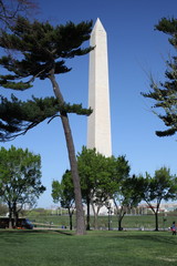 Washington Monument with pinetrees and clear blue sky