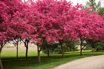 Fototapeta na wymiar Pink trees