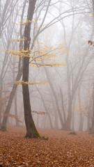 Hoia Baciu Forest in a autumn foggy day- World’s Most Haunted Forest with a reputation for many intense paranormal activity and unexplained events. Cluj-Napoca, Transylvania, Romania