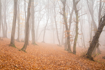 Hoia Baciu Forest in a autumn foggy day- World’s Most Haunted Forest with a reputation for many intense paranormal activity and unexplained events. Cluj-Napoca, Transylvania, Romania
