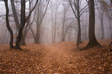 Hoia Baciu Forest in a autumn foggy day- World’s Most Haunted Forest with a reputation for many intense paranormal activity and unexplained events. Cluj-Napoca, Transylvania, Romania