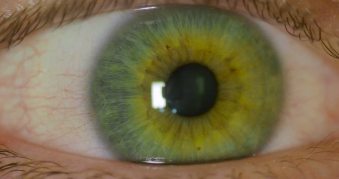 Human Eye Pupil Constriction in Response to Light Looking at Camera Close-up