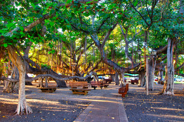 The famous Banyan Tree on Front Street in Lahaina on Maui. - obrazy, fototapety, plakaty