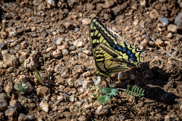 mongolian butterfly 