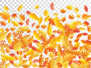 Oak, maple, wild ash rowan leaves vector, autumn foliage on transparent background.