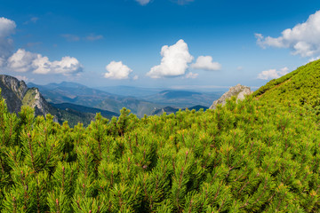 Polish Tatras mountains. Beautiful clouds. Mountain pine in the foreground