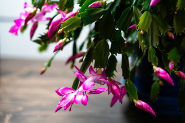 Large blooming Thanksgiving Cactus with pink and white flowers. © Kathy