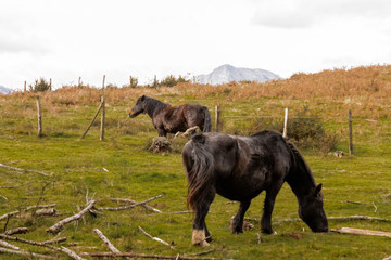 wild horses grazing in a green meadow