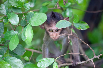 可愛いサル