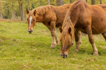 wild horses grazing in a green meadow