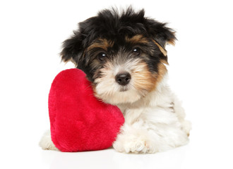 Biewer Yorkshire Terrier puppy with red toy
