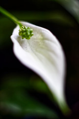 Obraz premium flor branca 4