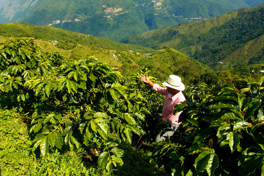 Coffee farmer in the fields of Colombia