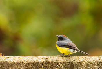 Slate-throated Redstart (Myioborus miniatus) 