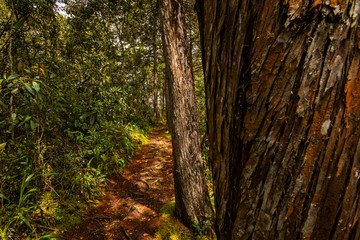 Obraz premium forests of Parque Arvi (Arví) in Medellin, Colombia