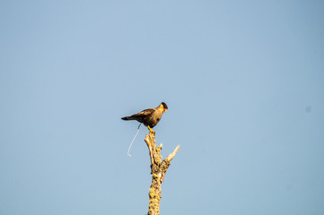 caracara eagle in tree, wow just in time