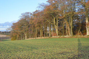 Frosty November day at Bishop's Wood, Magus Muir, St Andrews, Fife, Scotland