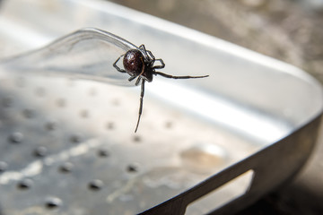 black spider with an orange stripe