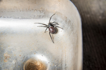 black spider with an orange stripe