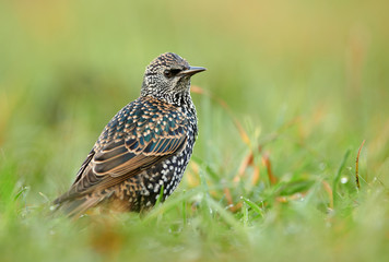 Common starling (Sturnus vulgaris) close up