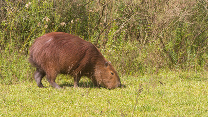 Carpincho / Capybara (Hydrochoerus hydrochaeris), the largest living rodent, feeding with grass, in the wilderness of El Palmar National Park, in Entre Rios, Argentina.