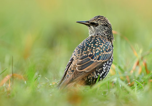 Common Starling (Sturnus Vulgaris) Close Up