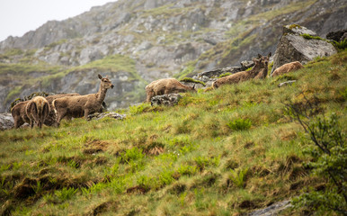 Herd of young wild deer in Scottish mountains in rainy evening.