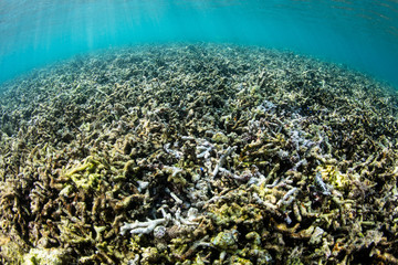 Fototapeta na wymiar Dead corals form a seafloor of rubble near an island in Indonesia. Corals all over the world are under threat from stronger storms, bleaching, disease, overfishing, pollution, and other issues.