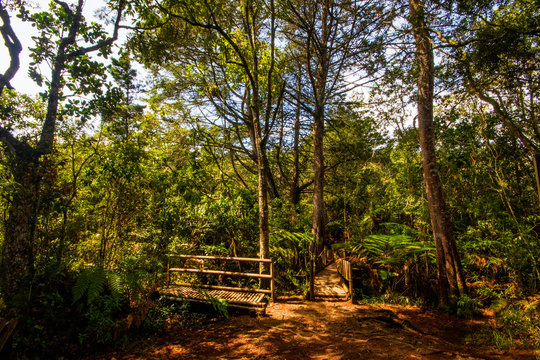 forests of Parque Arvi (Arv&iacute;) in Medellin, Colombia