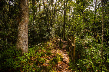 forests of Parque Arvi (Arví) in Medellin, Colombia
