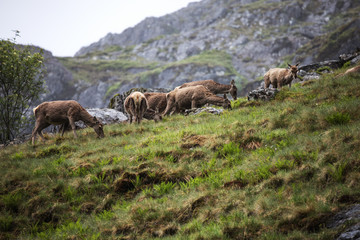 Herd of young wild deer in Scottish mountains in rainy evening.