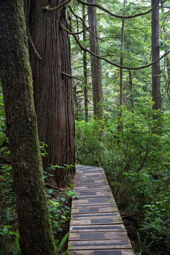 Wooden path through forest