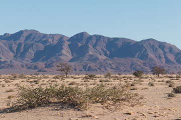 Shrubland in the namib desert, Namibia, Africa