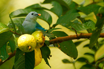 blue-gray tanager (Thraupis episcopus) feeds on fruits