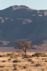 Shrubland in the namib desert, Namibia, Africa