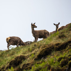 Herd of young wild deer in Scottish mountains in rainy evening.